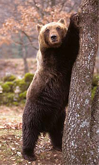 orso