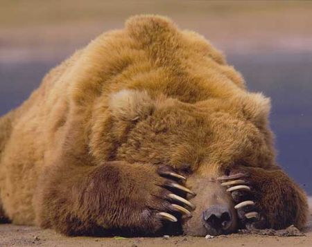 orso