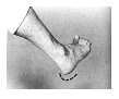 tallone.TIF (11725 byte)