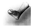tsumasaki.TIF (11958 byte)